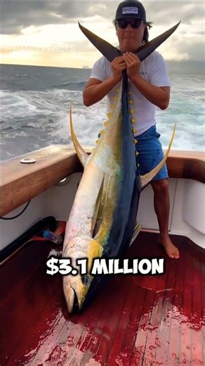 Tuna Fish $3 Million Fish: The World Record! #tunafish #fish
