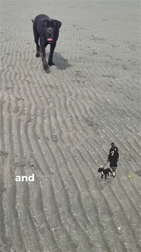 7.8K reactions · 345 shares | No other breed on earth will protect your family like a Cane Corso. Do you want your home protected by a corso? Watch to learn more. #canecorso #TeamFiji #Fiji | Cane Corso Fiji | Facebook