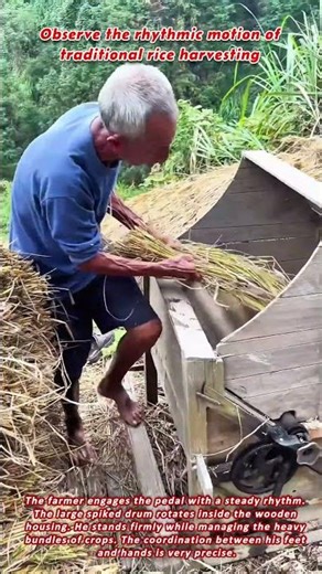 Observe the rhythmic motion of traditional rice harvesting