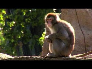 Snow Monkeys Back on Exhibit - Cincinnati Zoo