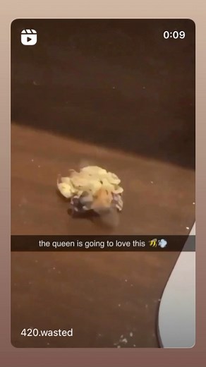 11 reactions | The queen is going to love this  #memes #funny #bee | APEX Sounds | Facebook