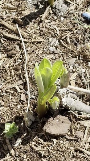 How to Identify Common Milkweed in Early Spring
