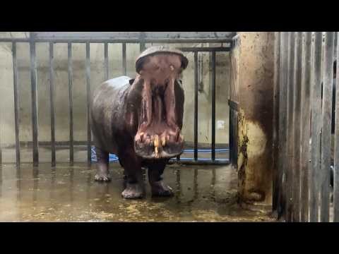 番外編 口を大きく開ける出目吉くん【番外編】【豊橋総合動植物公園のんほいパーク】カバ