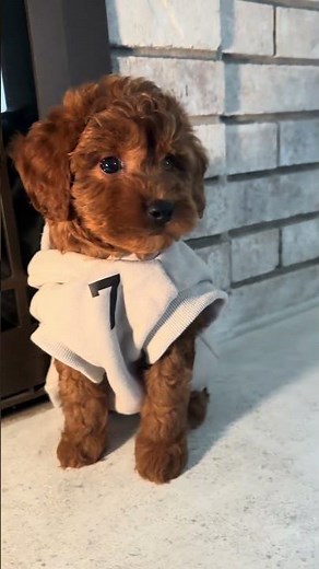 Small dog designer clothes