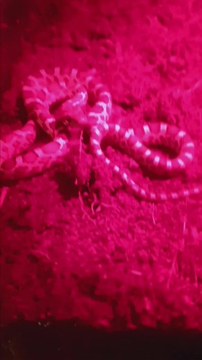 please welcome chocolate a fancy corn snake. some dream of fancy cars and money. adding to my collection is my dream and I love it and yes aurora will be back soon she's been camera shy i cant forget my ball python😉 #cornsnake #snake #dream #enjoylife #spider