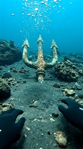 Ocean Odyssey on Instagram: "Ocean Finds ⚜️ #ocean #oceanlife #deepwater #underwater #oceanlife #fyp"