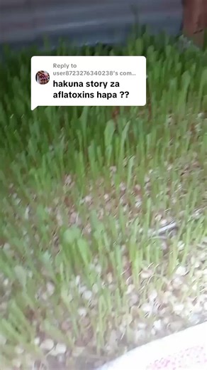 Hydroponics for Beginners in Poultry Farming