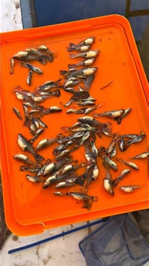 “Everything was finished in one night 💔 | Entire Fish Pond Loss 😭”