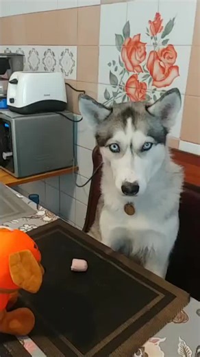 Siberian Husky's Playtime with Plush Toy