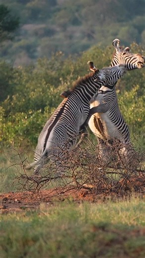 Like a well choreographed dance routine, a pair of Grevy's zebra spar with tooth and hoof. ---------- 📍: andBeyond Suyian 🌍: Suyian Conservancy, Kenya ---------- #andBeyondTravel #seewhatliesbeyond #andBeyondSuyian | andBeyond Travel