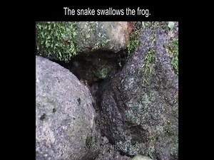 27K views · 871 reactions | The snake swallows the frog.… | Snake Farm | Facebook