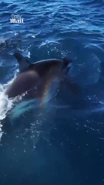 Drone footage captures moment orcas drown humpback whale