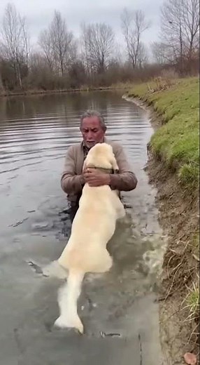 Heroic Labrador Rescues Elderly Man from Drowning #pet #funnydogs