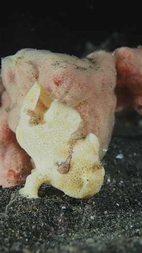 Painted frogfish yawn in detail #underwatermacro #muckdiving #frogfish #lembeh #marinelife