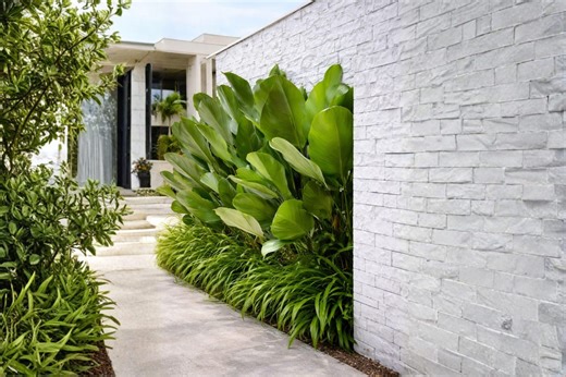 Cigar Calathea Seeds | Tropical Ornamental Foliage Garden Seeds - Etsy