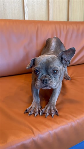 rescue dogs with sara on Instagram: "Today our tiny Yoda had her routine vet check,, and as always, our hearts feel so supported and cared for by the incredible team at Modern Animal. We’ve been going in monthly just to keep a close eye on her health, and it brings us so much comfort knowing she’s in such gentle, attentive hands. Yoda has a little mass we’re continuing to monitor, and thankfully it hasn’t grown. She’s been extra thirsty lately and still having trouble keeping weight on, and her 