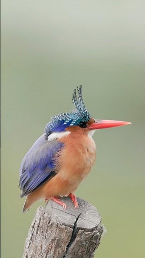 Malachite Kingfisher: Lighter Than Lemon, Faster Than Bullet!