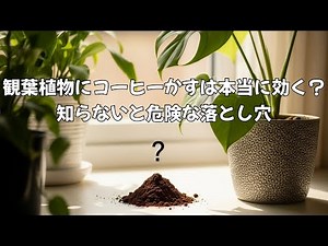 [Plant Trivia] Can coffee grounds be used as fertilizer? The truth you need to know before using ...