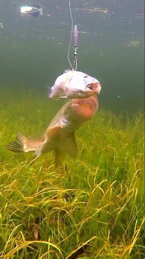 Wiggle-fish 🥴 and a pike