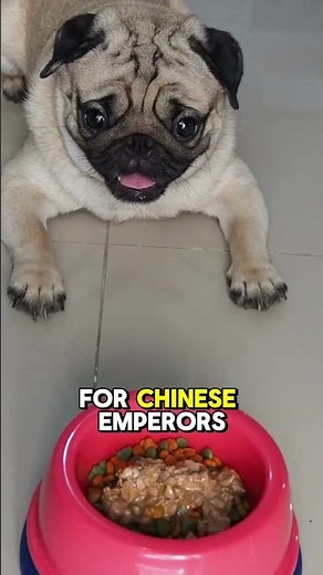 Pug: "Top 5 Fun Facts About Pugs!"