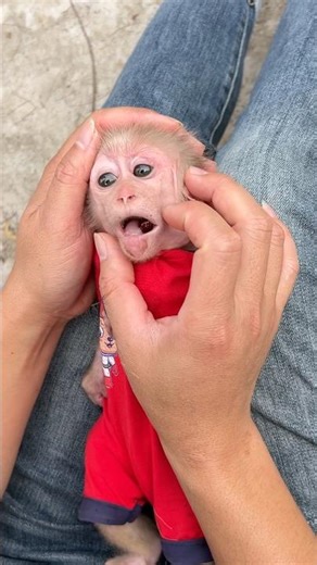 The baby monkey has poison stuck in its mouth. The father monkey is trying to remove it.