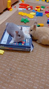 27K views · 1.2K reactions | How Cute Friends #viral #reels #bunny #rabbit #rabbit #animal #usa #pets #fyp #petcare | Happy rabit | Facebook