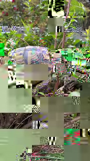 Tortoise Up In a Bush! 😰 #tortoise #hermannstortoise #otistheturtle #tort #OMG #turtle #turtles #gardenstatetortoise #animalfacts #animalrescue #testudohermanni | Garden State Tortoise