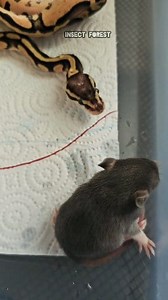 81K views · 1K reactions | Snake's mouse catching technique #snake #mouse #feeding #insects #Python #rat #mice | Insect Forest | Facebook