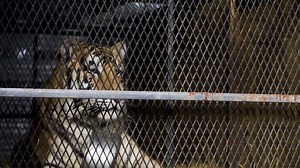 Overweight Tiger Abandoned in Tiny Cage in Houston Garage Now 'Happy and Content'