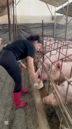 Pig Farm Tour | A Real Pig Farming Success Story #PigFarmTour #FarmLife #SuccessStory