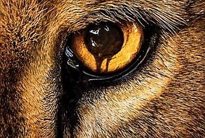 Primera promo de ‘Zoo’, la nueva serie veraniega de la CBS. - Paperblog