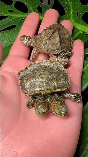 Meet the Two-Headed Turtle!
