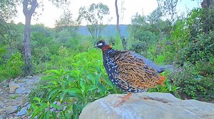 45K views · 1.5K reactions | Kohati Desi Black Partridge Sound #birdslover #Teetar #pets #birds ##partridge | Birds Lover | Facebook