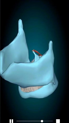 Oblique arytenoid || larynx #3danimation #anatomy