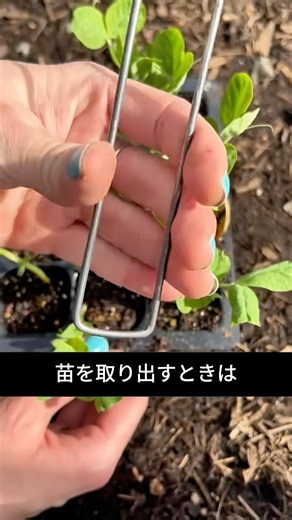 苗を傷めずに取り出す裏ワザ！