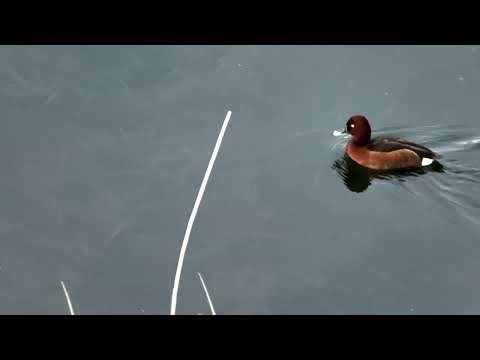 Življenje v trstičju / Life in the Reedbeds