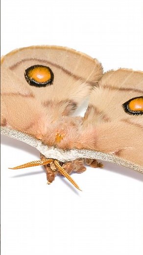 Emperor Gum Moth Fact #facts #animal #animalfacts #animalfriends #emperorgummoth