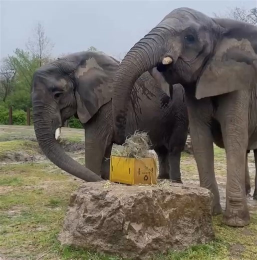 64K views · 4.3K reactions | There's nothing quite like an elephant Easter egg hunt! A little rain couldn’t stop this holiday activity, which featured colorful paper mache enrichment. Elephants naturally eat wood and bark from trees, and paper is easily digestible. If you’re curious who found the most eggs, we actually have a 3-way tie: Lois, Zuri, and Zoe! Video by Mackenna and Garren of the Elephant Team | Kansas City Zoo & Aquarium | Facebook