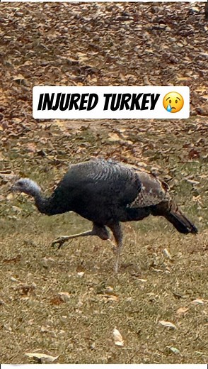 6.9K views · 75 reactions | We came across an injured turkey in our neighborhood yesterday. He couldn’t put any weight on one of his legs, and it was heartbreaking to see. Marc and I tried everything we could think of to help. We called the local wildlife facility, but only got an answering machine, so we sent a text as well. No response. And of all times, it’s Thanksgiving. It’s hard watching this poor animal hobble around with no help available. | Marc Mero | Facebook