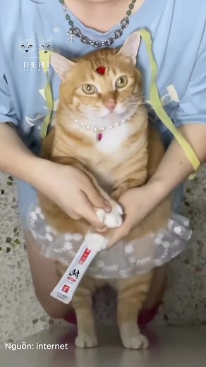 Ôi tuổi thơ 🥹 | The Pet