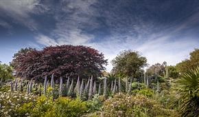 Ventnor Botanic Garden - St Lawrence