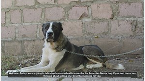 Common Health Issues in Armenian Gampr Dogs: What You Need to Know