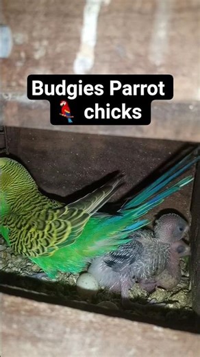 Budgie parrot 🦜| Australian Parrot chick | Bird Haven | #birdhaven #budgies #budgiesparrots #parrot