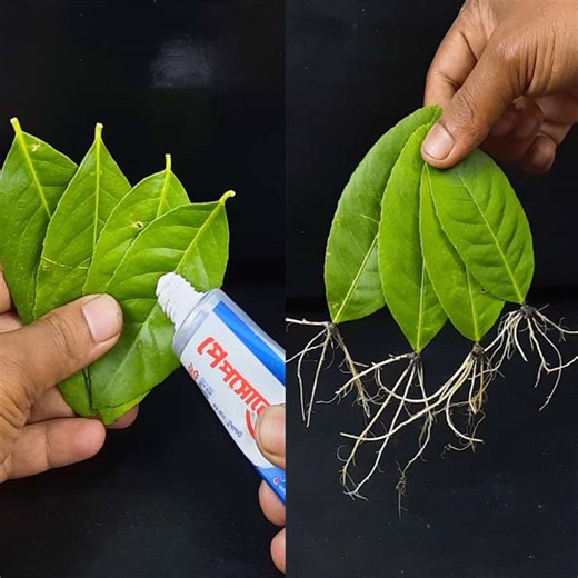 How to grow lemon trees from lemon leaves - With 100% Success | Rana Craft