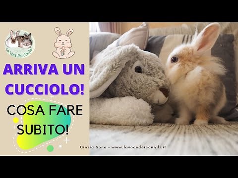 ARRIVA UN CUCCIOLO DI CONIGLIO (le cose importanti da fare)