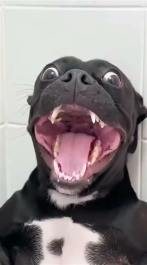 Pitbull Screams… Chihuahua Saves the Day! #dogvideo #funnydogs #dogreels #viralreels #fyp #foryou #f