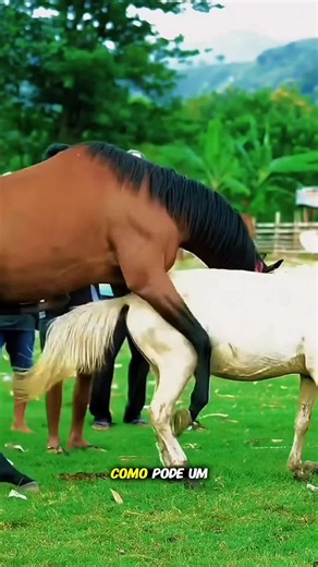 How can a horse know a mare is ready to breed… without seeing anything? #horsebreeding #horsefacts #equine #horselife #tiktokgrowthchallenge