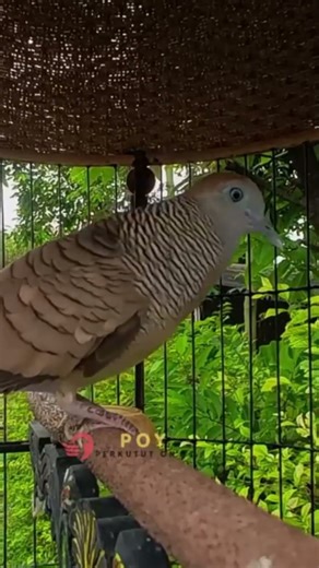 Zebra Dove Call – Relaxing Bird Sounds 13| #birds #birdsounds #birdsoundscape #birdsong #animals