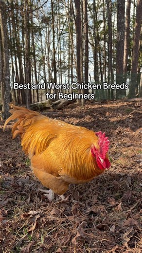 Best and Worst Chicken Breeds for Beginners