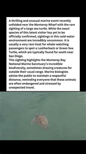 WTF? Sea Turtle Spotted Near Monterey Wharf! 🐢🌊 #wildlife #facts #shorts